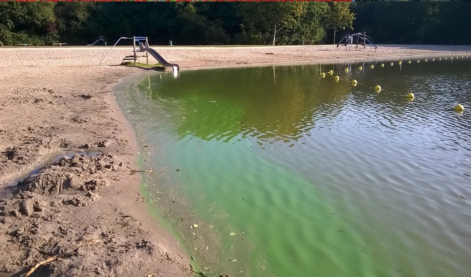 Voorbeeld van blauwalg bloei in het water