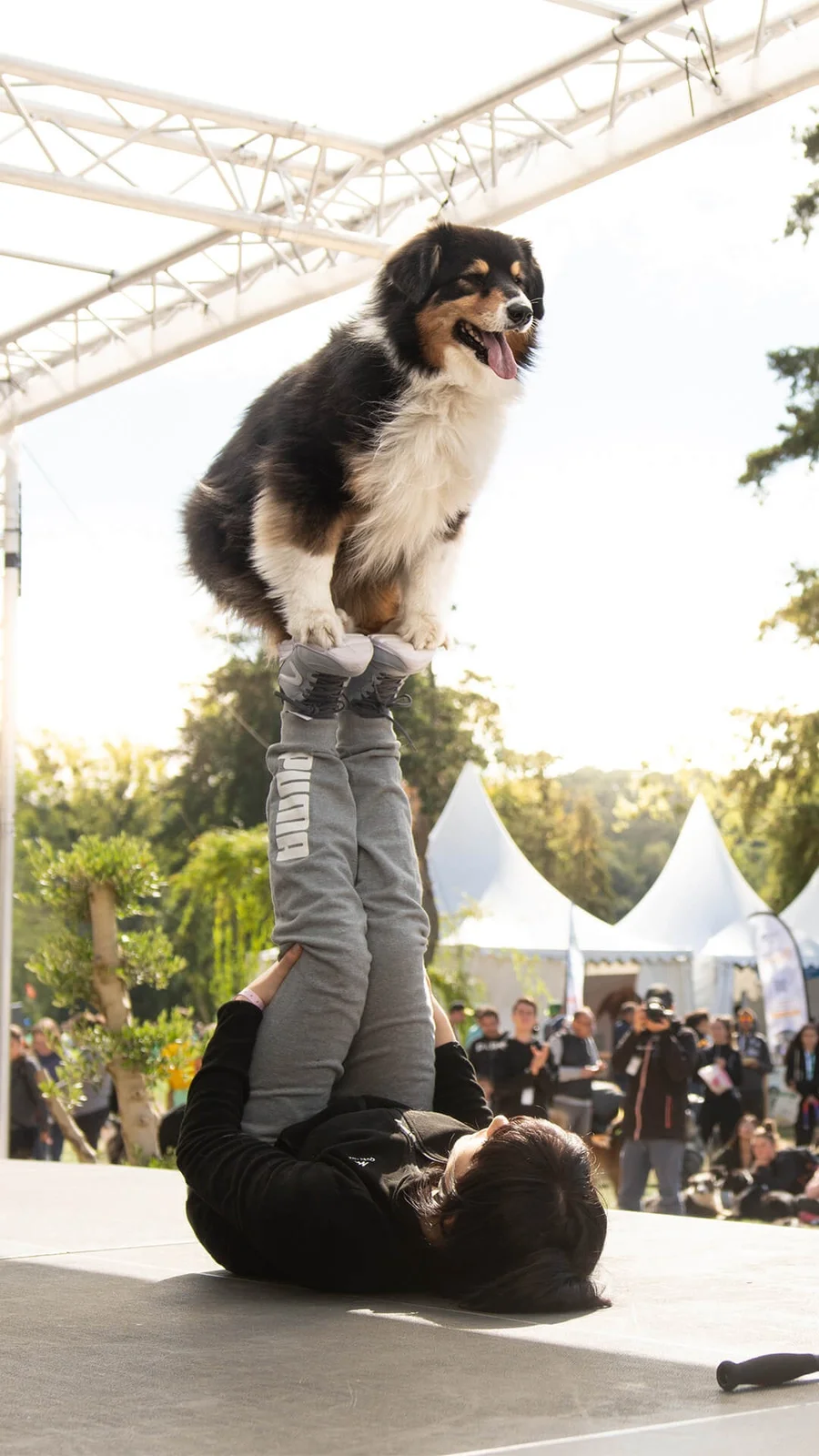 Demonstratie met hond op de Dogs & Friends-website