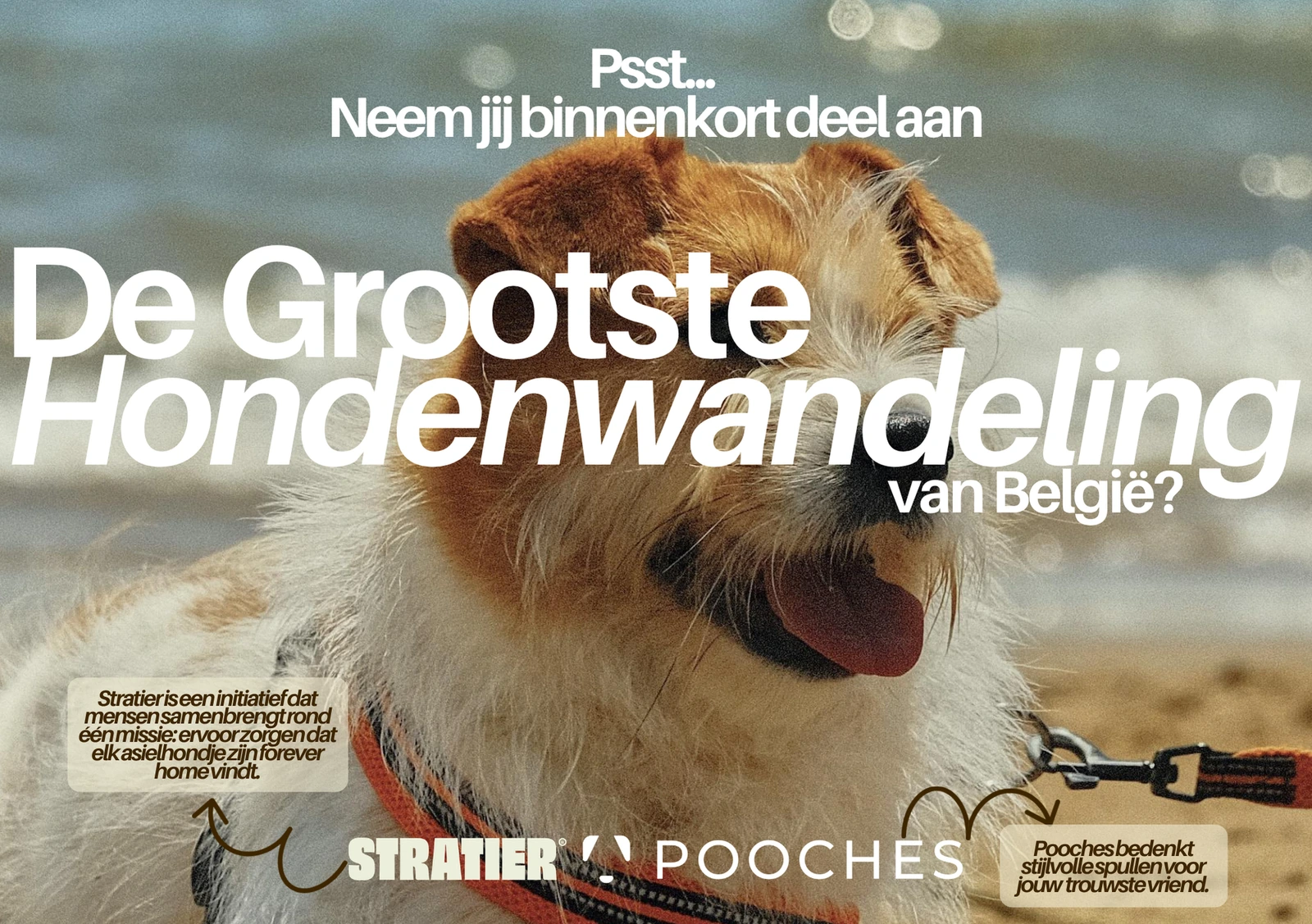 Flyer voorkant van de Stratier-wandeling op het Groot Oostends Hondenfestival