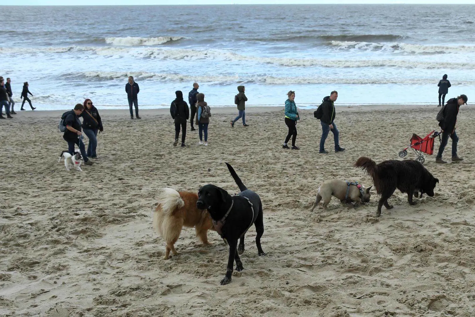 Archiefbeeld bij de Bredense hondenwandeling uit onze bestaande agenda