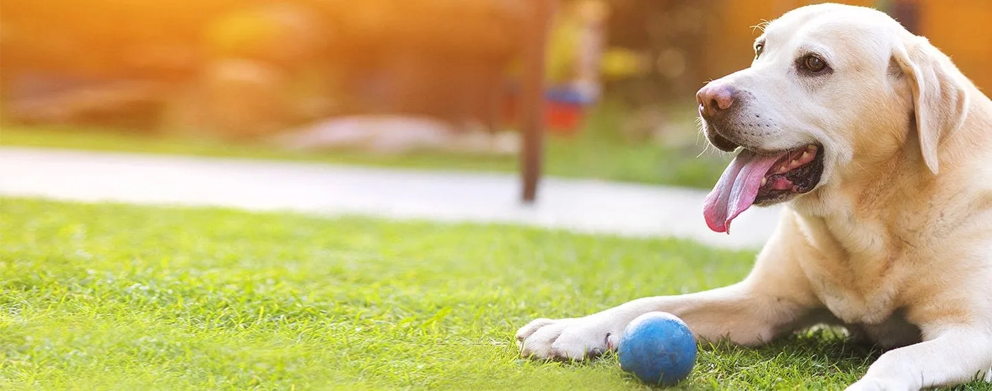 Een ontspannen hond in het gras, met een blauwe bal bij zijn poten.
