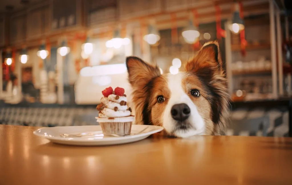 Een hond kijkt over een cafétafel naast een bordje gebak.