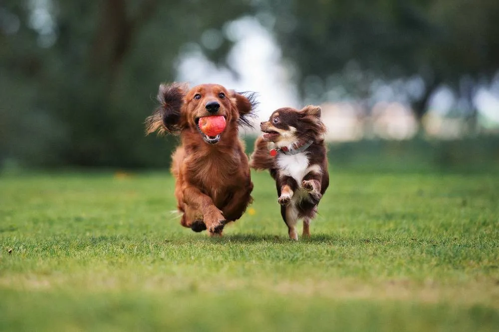 Twee honden rennen samen door het gras, één met een bal.