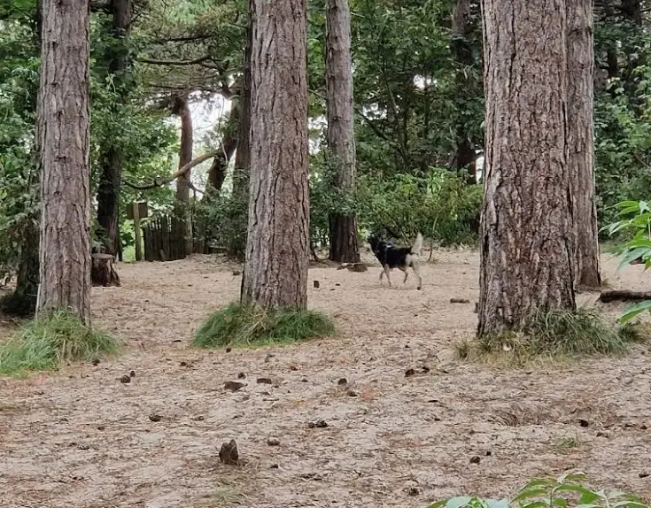 Losloopzone Duinbossen