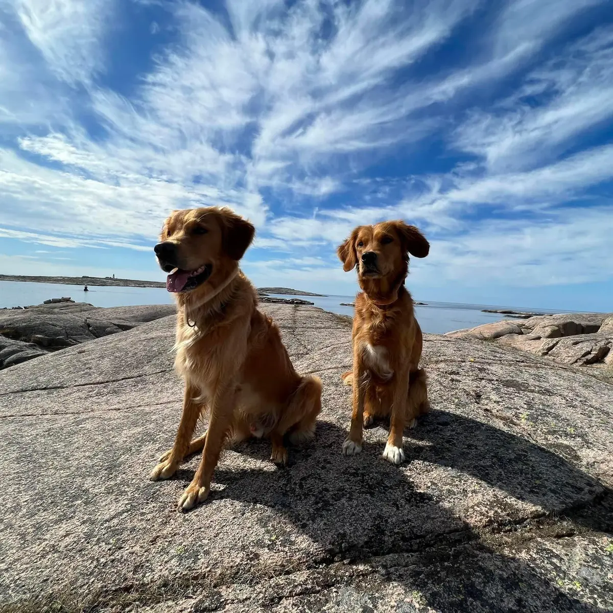 Hond loopt los aan zee met mentale connectie - VZW Verantwoord Los