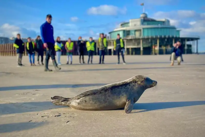 Zeehond rustend op het Belgische strand