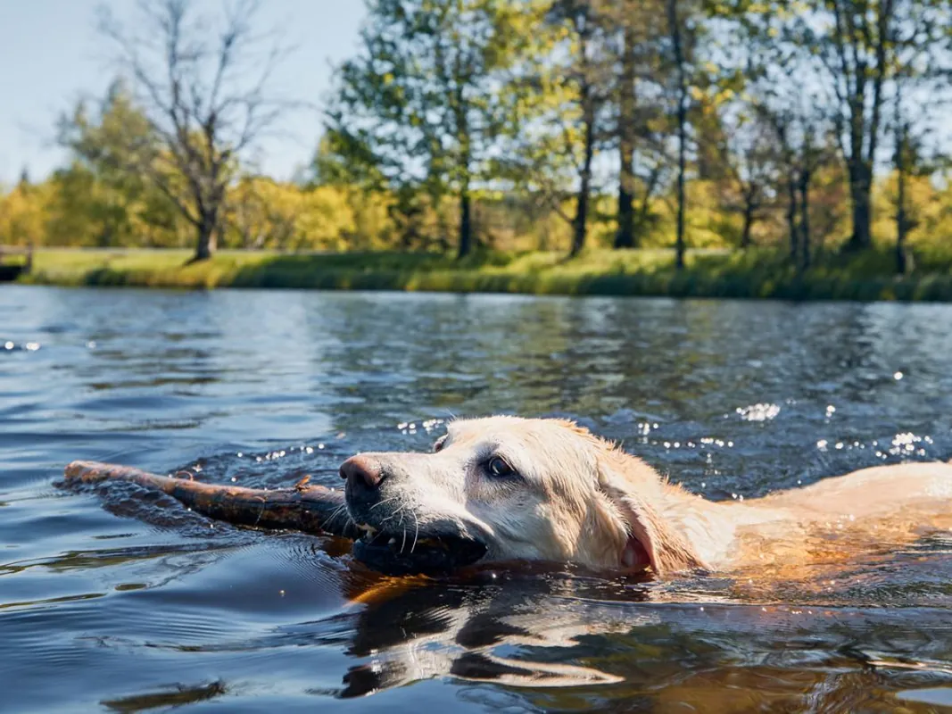 Hond zwemt vrolijk in een vijver aan de Belgische kust